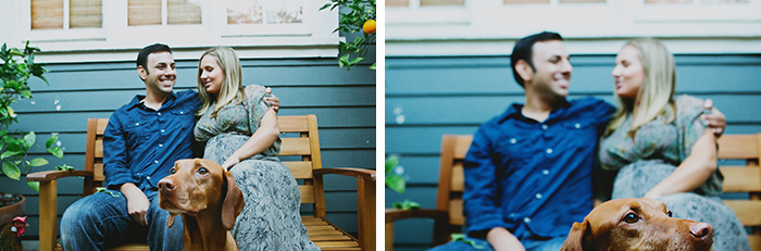 dog in maternity photos
